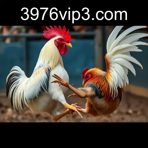 The Complex World of Cockfighting: Tradition, Controversy, and 3976.com